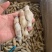开嘴去沙蛏王肉大量供应，货源充足，新鲜对接，保质保量