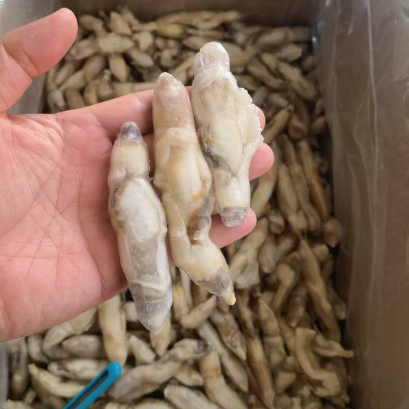 开嘴去沙蛏王肉大量供应，货源充足，新鲜对接，保质保量