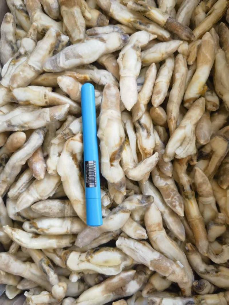 开嘴去沙蛏王肉大量供应，货源充足，新鲜对接，保质保量