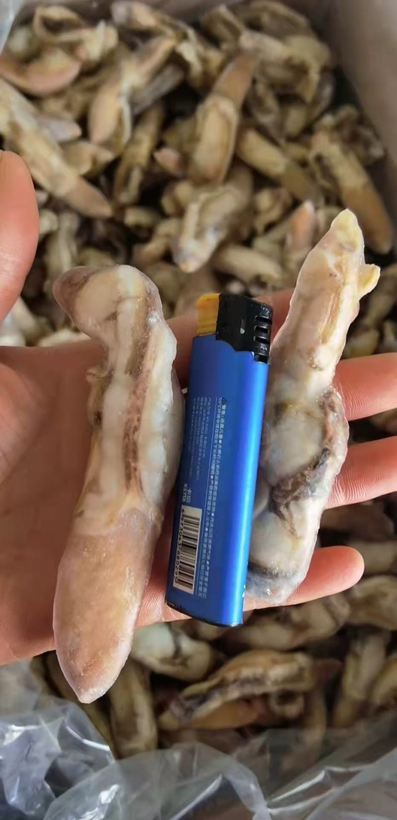 开嘴去沙蛏王肉大量供应，货源充足，新鲜对接，保质保量