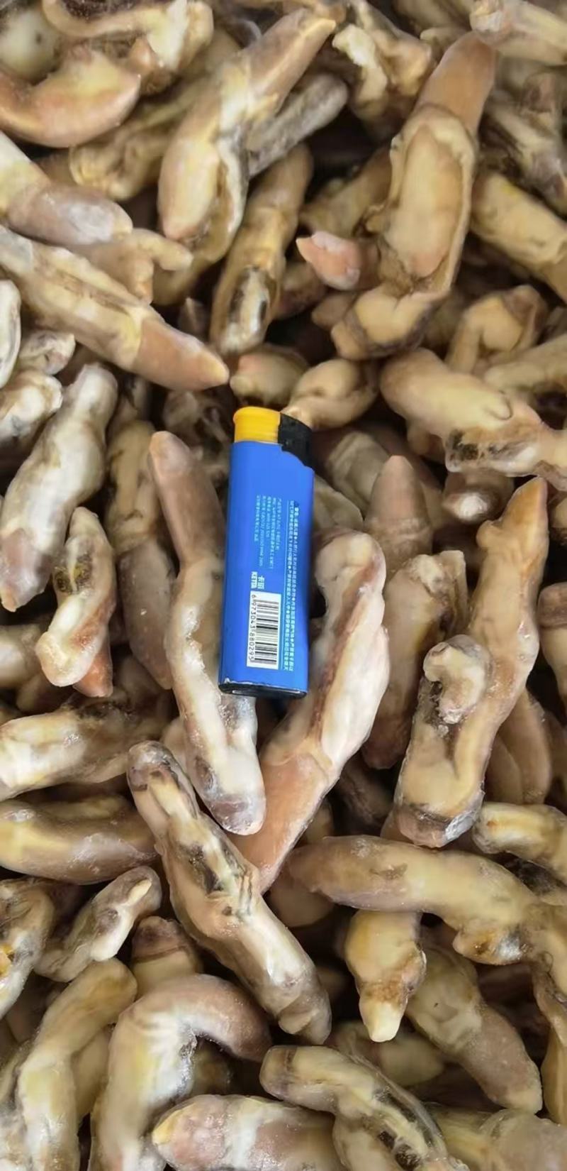 开嘴去沙蛏王肉大量供应，货源充足，新鲜对接，保质保量