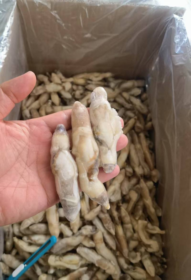 开嘴去沙蛏王肉大量供应，货源充足，新鲜对接，保质保量