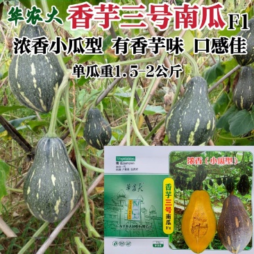 华南农业大学香芋三号南瓜种子新品种浓香型高产早熟香芋南瓜