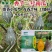 华南农业大学香芋三号南瓜种子新品种浓香型高产早熟香芋南瓜