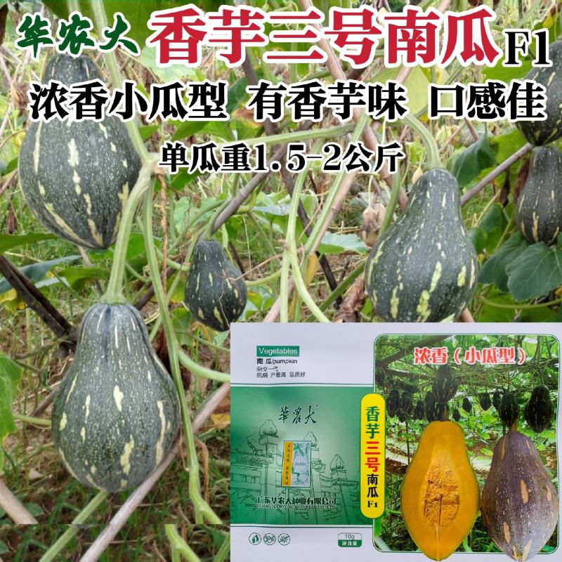 华南农业大学香芋三号南瓜种子新品种浓香型高产早熟香芋南瓜