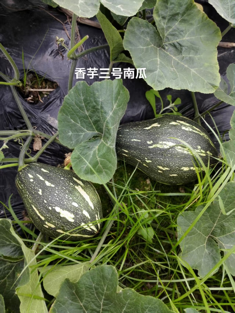 华南农业大学香芋三号南瓜种子新品种浓香型高产早熟香芋南瓜