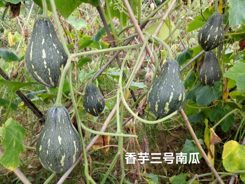 华南农业大学香芋三号南瓜种子新品种浓香型高产早熟香芋南瓜