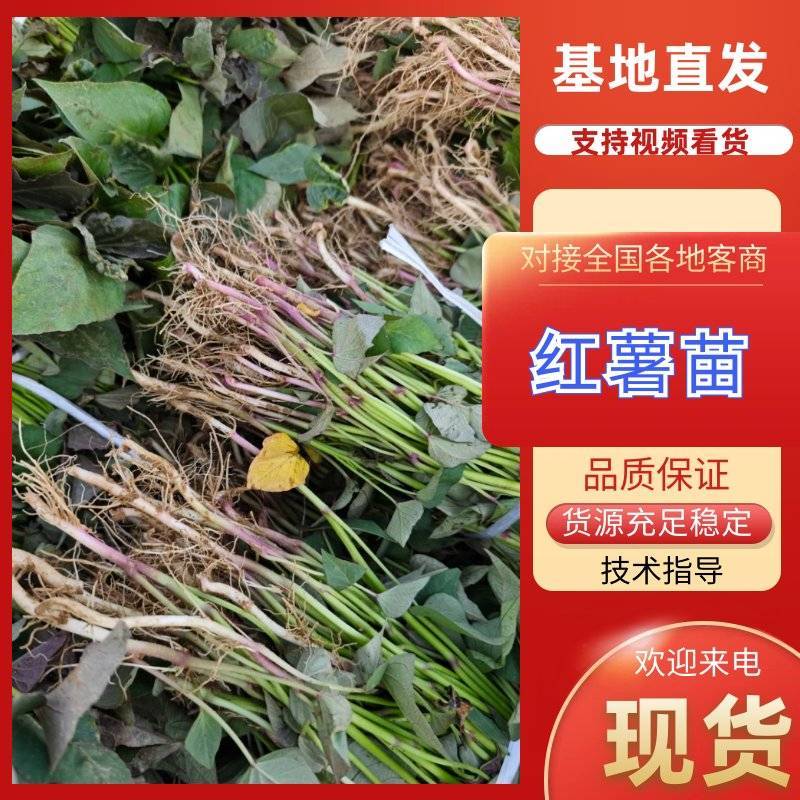 脱毒种苗蜜薯，红薯苗山东产地直发，扩繁大田苗，欢迎咨询