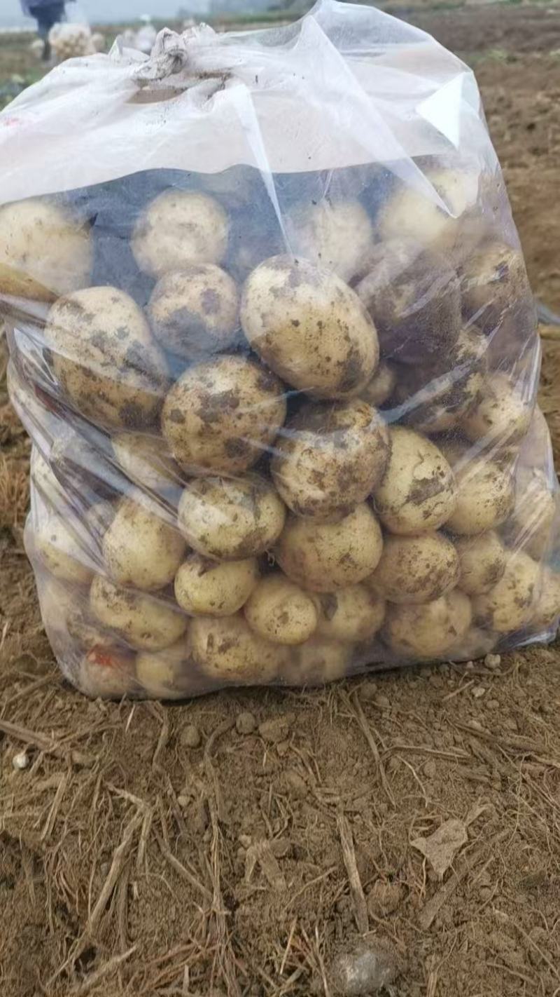 【量大优惠】黄皮黄心土豆，沃土5号品质保障可视频看货
