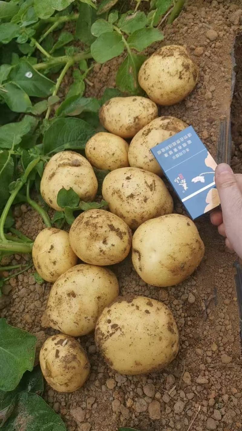 【量大优惠】黄皮黄心土豆，沃土5号品质保障可视频看货