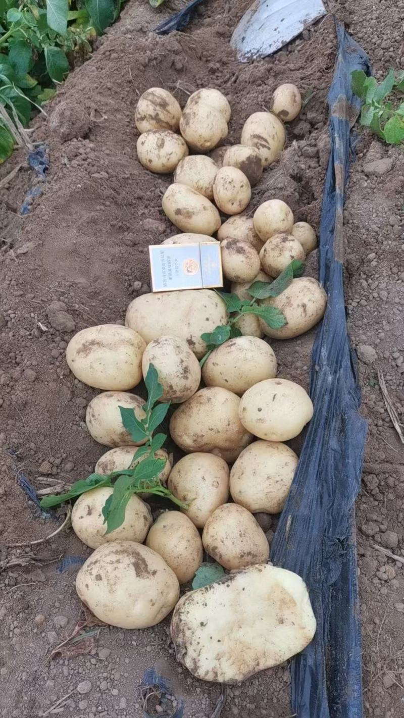 【量大优惠】黄皮黄心土豆，沃土5号品质保障可视频看货