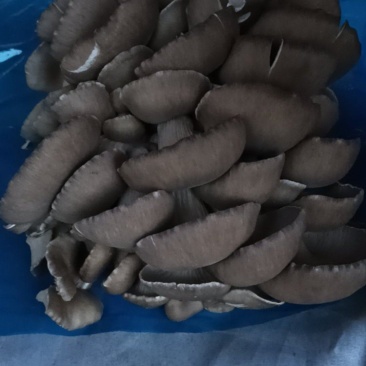 平菇，蘑菇，货源天水市