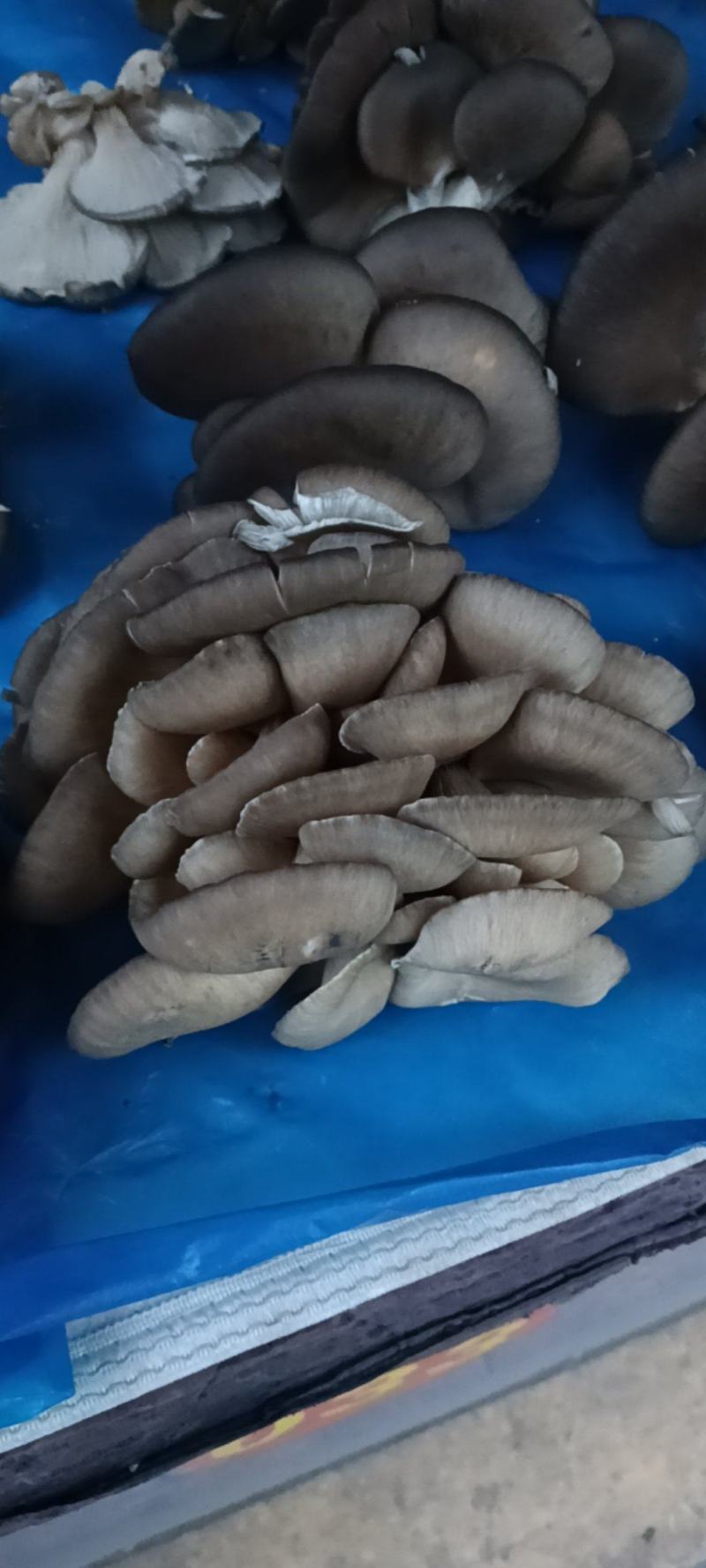 平菇，蘑菇，货源天水市