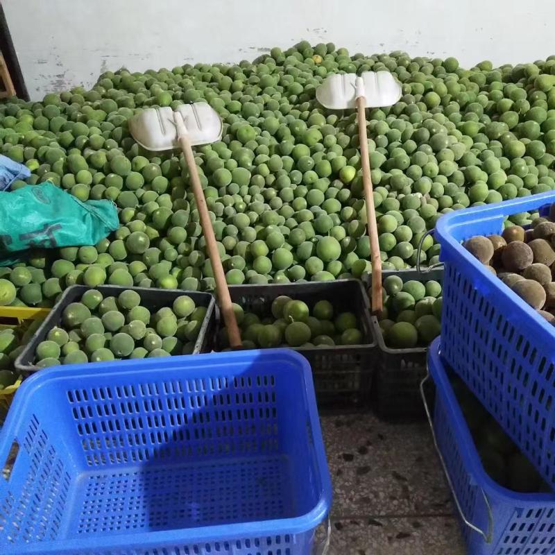 【推荐】广东化橘红原果、压果压片等基地直发规格齐全