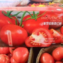 山东海阳正宗普罗旺斯西红柿大量上市，产地直发，品质保障