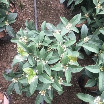 桂花球，批发