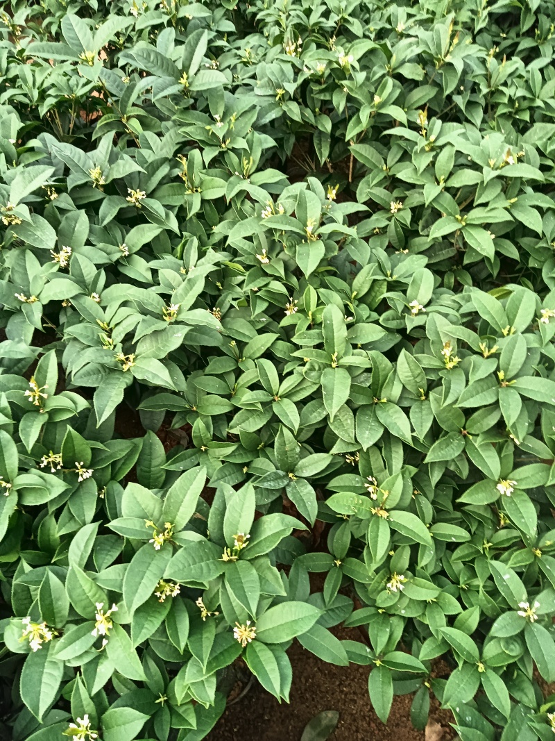 桂花球，批发