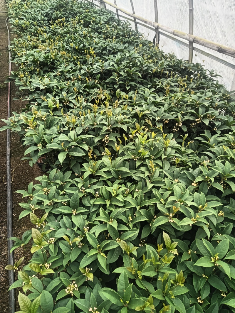 桂花球，批发