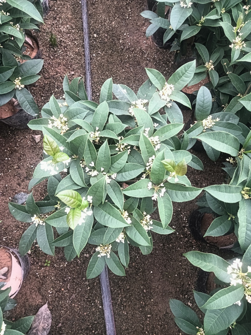 桂花球，批发