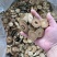 【推荐】广东化橘红原果、压果压片等基地直发规格齐全