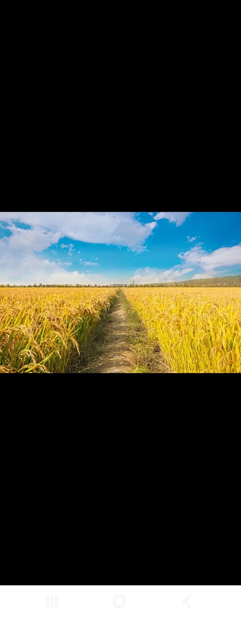产地直销东北大米，量大优惠