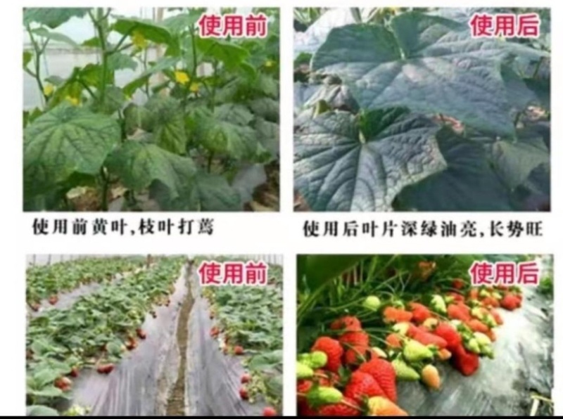 【微生物菌剂】有机质50，有效活菌8亿根腐用肥，药材茶叶