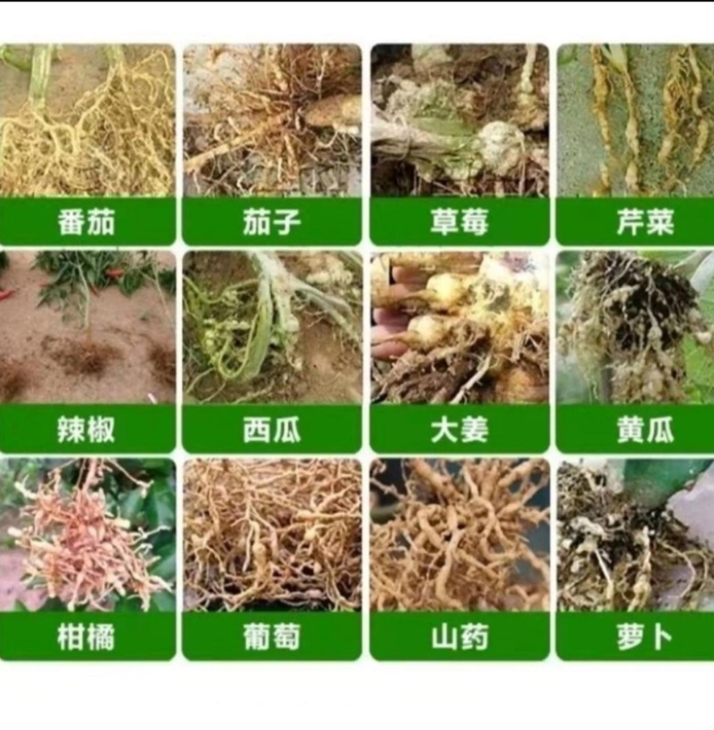 【微生物菌剂】有机质50，有效活菌8亿根腐用肥，药材茶叶