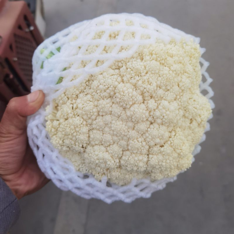 莆田青梗松花大量供应各级市场电商平台品质保证欢迎来电