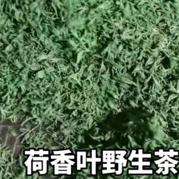 荷香茶叶，山东烟台海阳新鲜嫩叶
