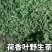 荷香茶叶，山东烟台海阳新鲜嫩叶