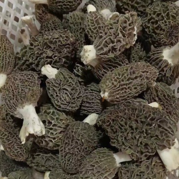 牛肚菌