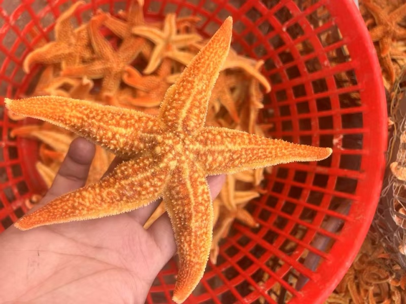 海五星，海星。优质海产品，质量保证，欢迎前来咨询采购