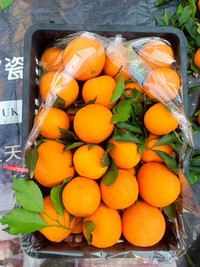 四川青见柑橘，产生直销，口感舒适，一手货源，质量保证