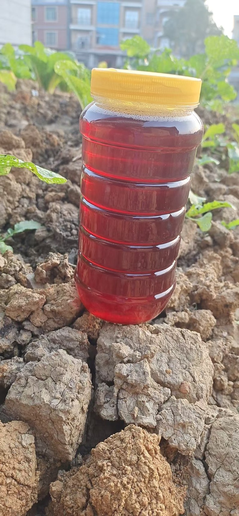 【诚信卖家】湖南土蜂蜜产地直发大量有货欢迎咨询