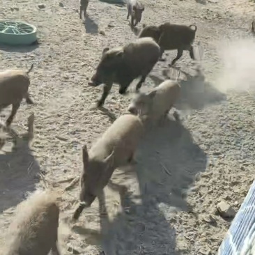 顺景珍禽养殖场，二代野猪大小都有，长势快，抗病能力强，好