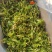 花菜干，莴笋片，菜芯品种齐全欢迎来电咨询