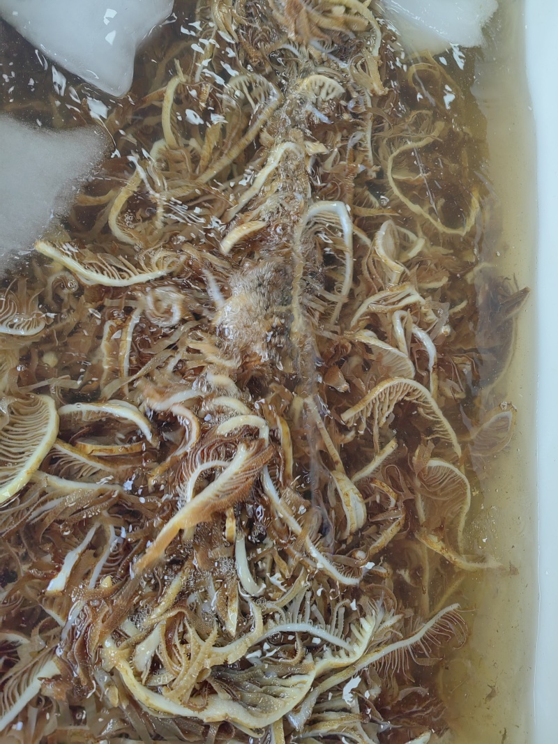 牛百叶茶色千层肚自助餐火锅冒菜麻辣烫串串商用毛肚