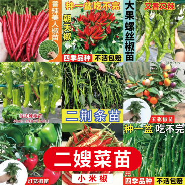 江苏辣椒苗蔬菜苗/薄皮椒苗/长线椒苗/螺丝椒苗等规格齐全