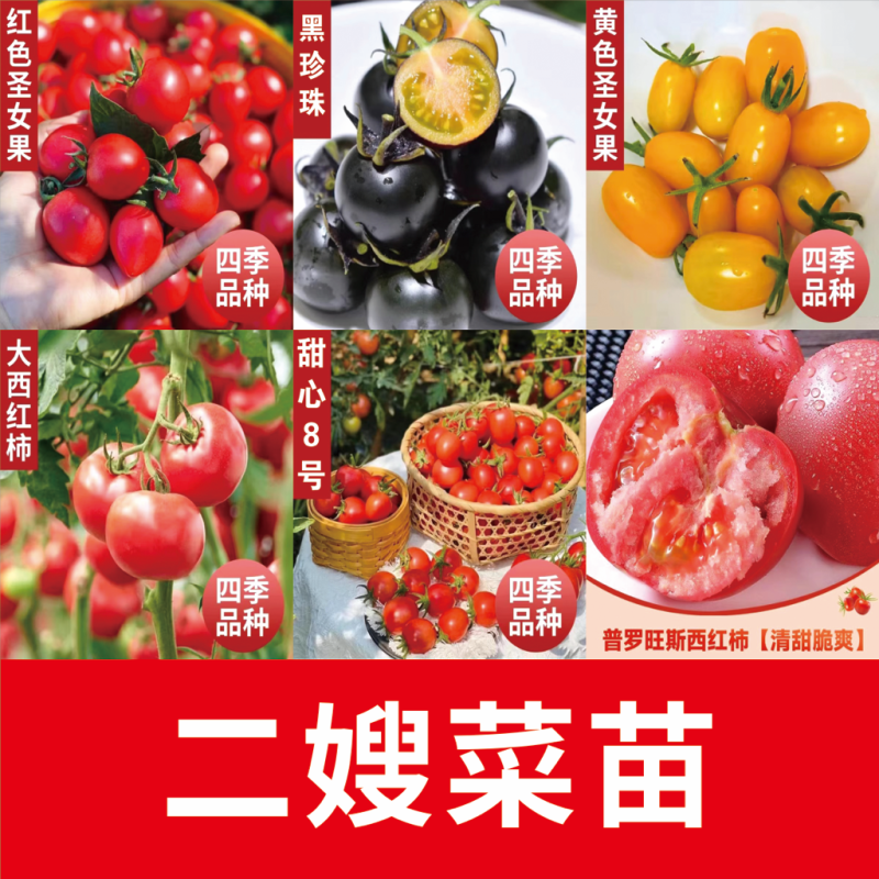 江苏番茄苗各种西红柿苗黑珍珠黄圣女草莓西红柿沙瓤四季
