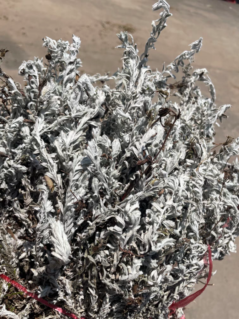 江西鹿茸草基地直发货源充足没有中间商欢迎咨询
