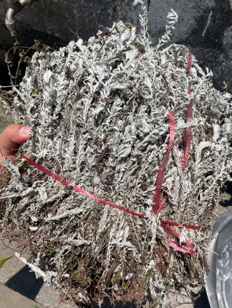 江西鹿茸草基地直发货源充足没有中间商欢迎咨询