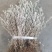 江西鹿茸草基地直发货源充足没有中间商欢迎咨询