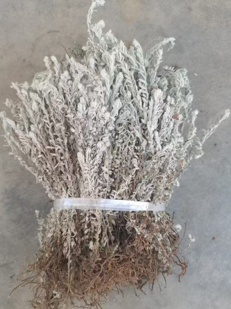 江西鹿茸草基地直发货源充足没有中间商欢迎咨询