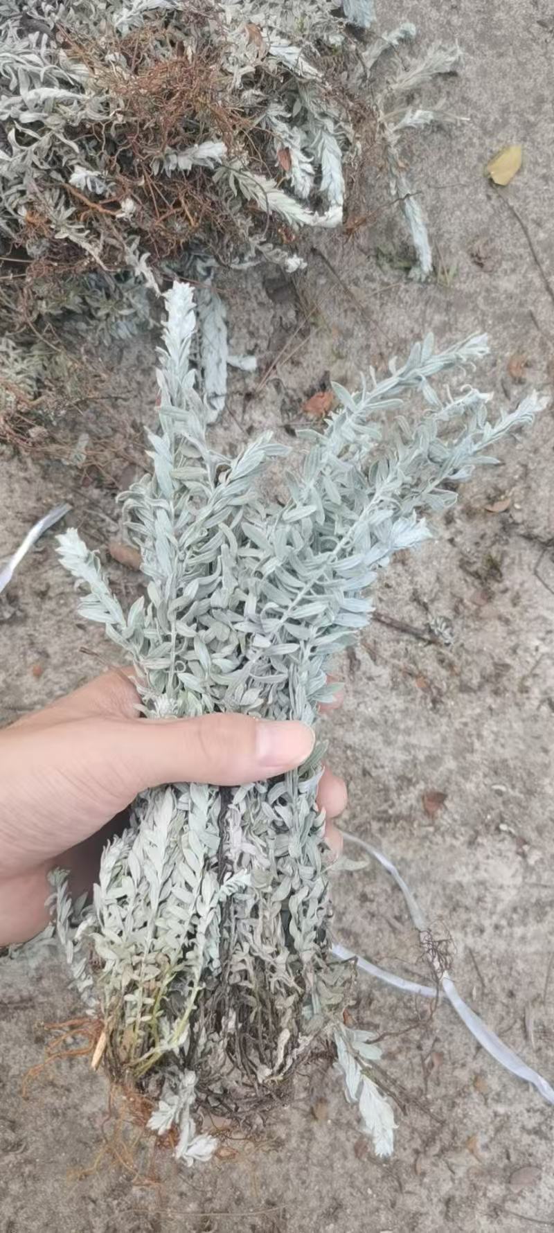 江西鹿茸草基地直发货源充足没有中间商欢迎咨询