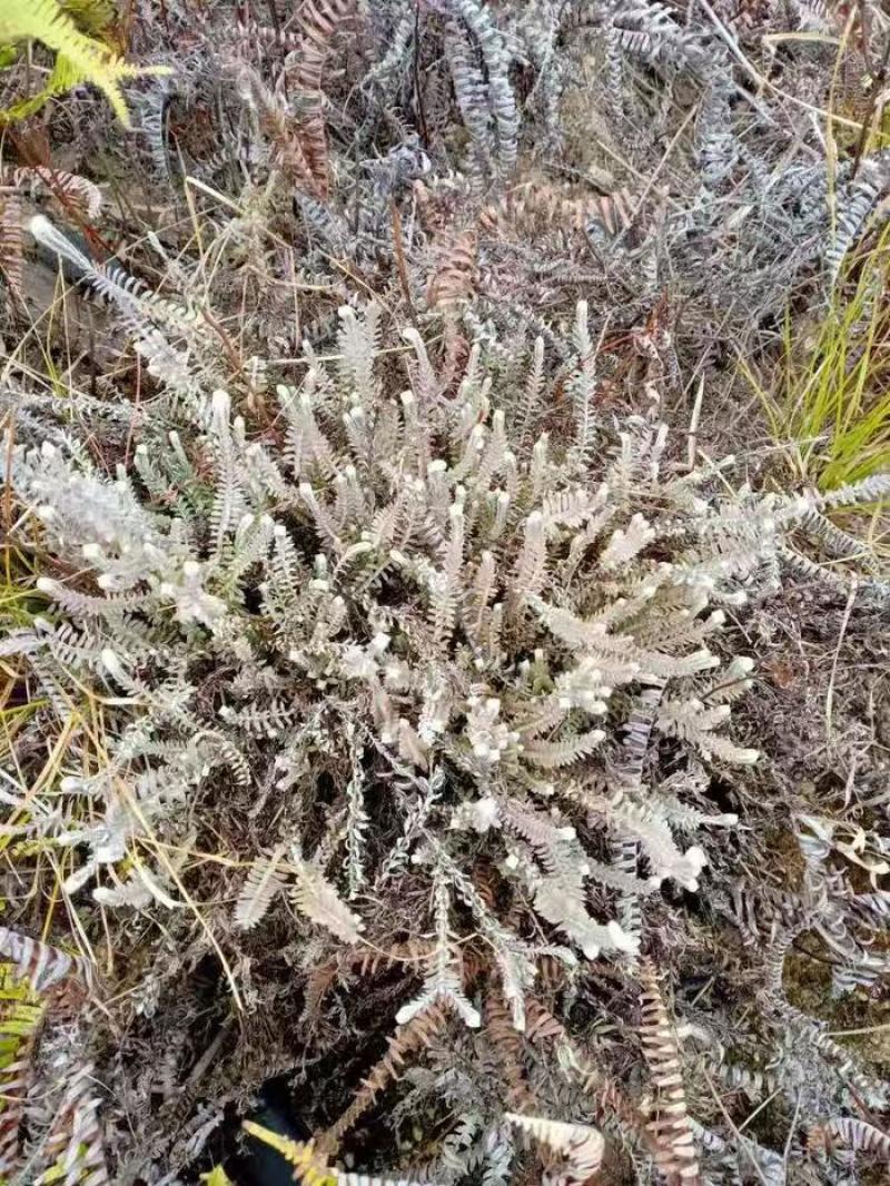 江西鹿茸草基地直发货源充足没有中间商欢迎咨询