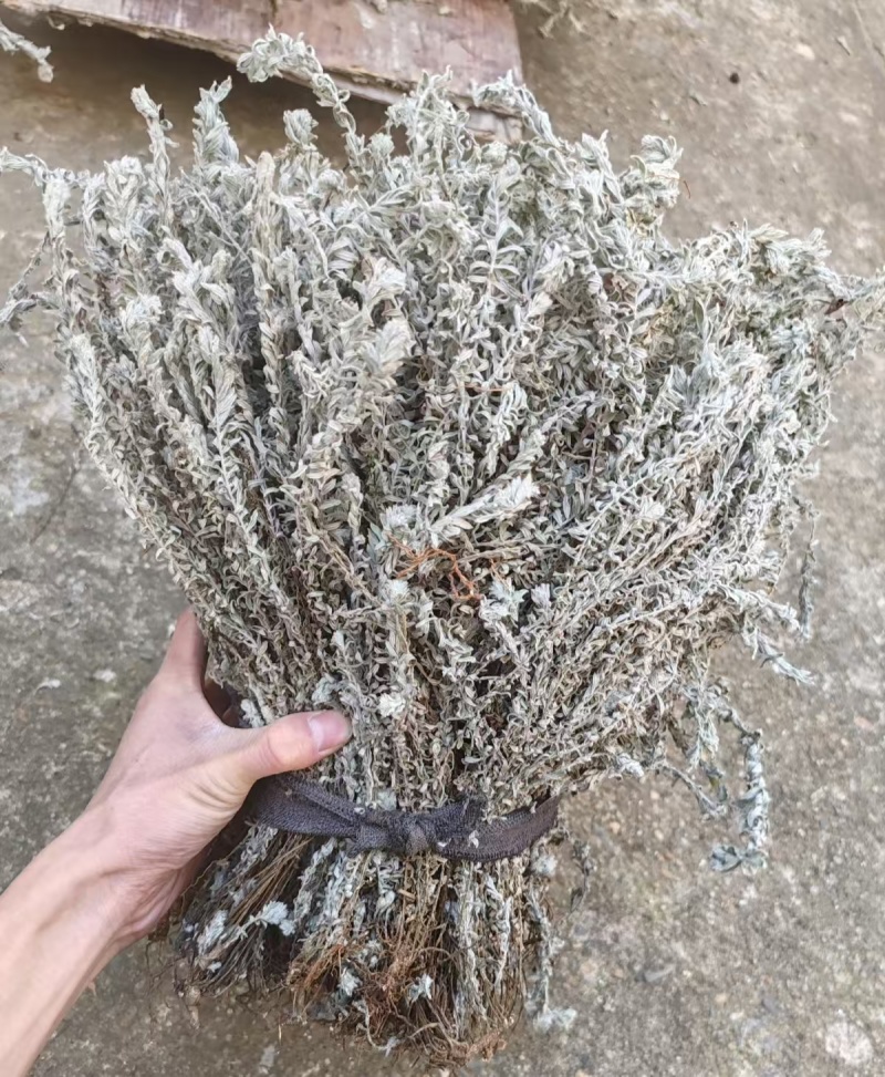 江西鹿茸草基地直发货源充足没有中间商欢迎咨询