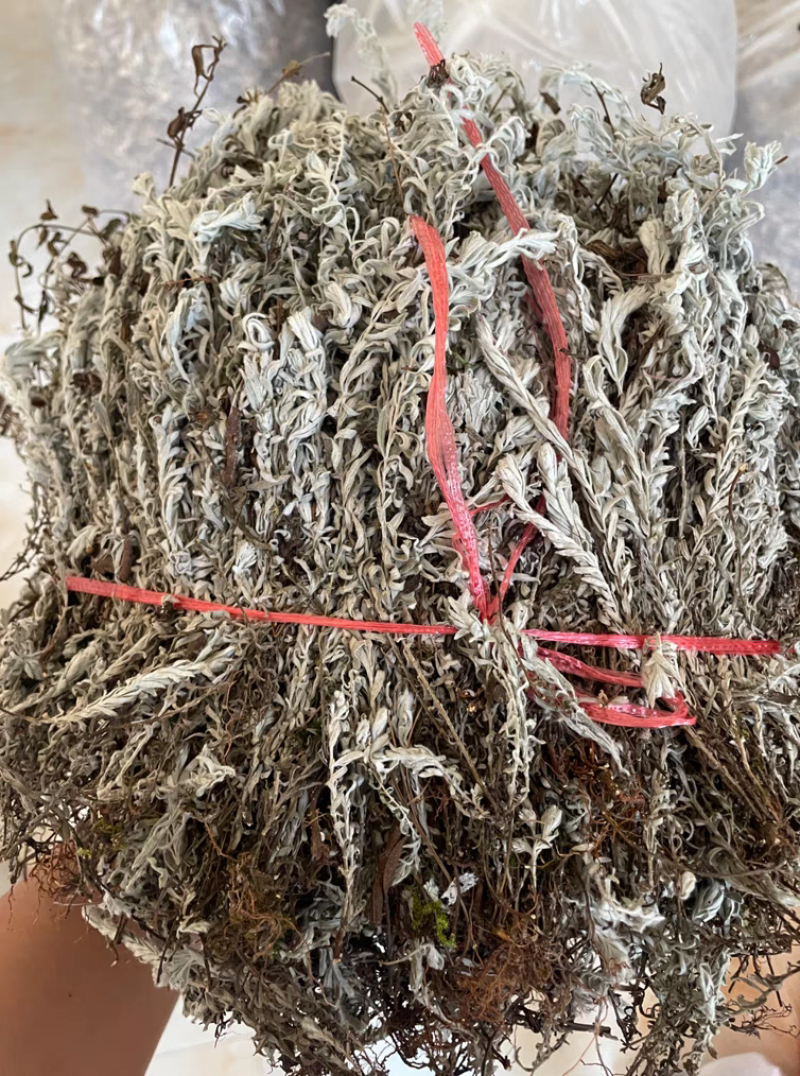 江西鹿茸草基地直发货源充足没有中间商欢迎咨询