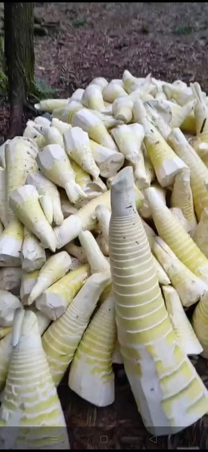榨竹笋，脆嫩汤鲜，口感好，酒店，特色餐饮佳品