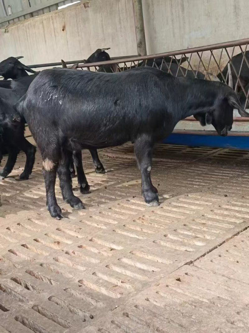 【努比亚黑山羊】肉羊，包技术，全国包运输，量大从优，质量