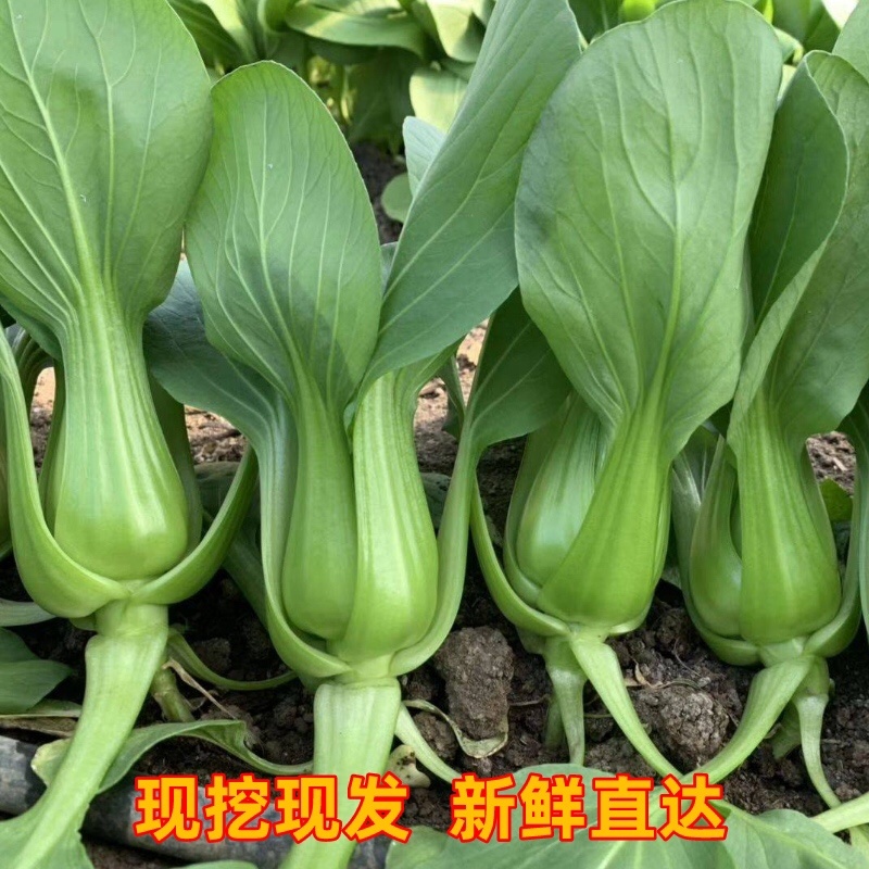 上海青，农家自种，现挖现发，大量有货，欢迎各位老板咨询